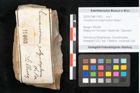 Foto (Objekt + Etikett) von Cinnamomum polymorphum Braun (NHMW-GEO-2024-0188-11403)